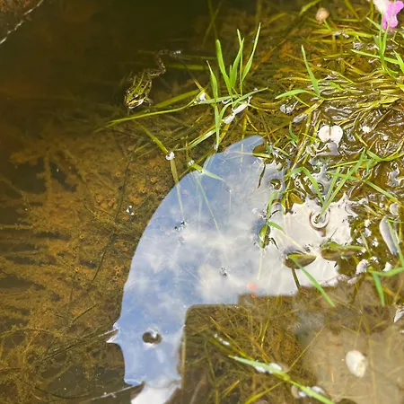 Le Petit Lavoir - Joli A Daire *